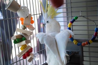 Spiderman the cockatoo with his crest up in a cage