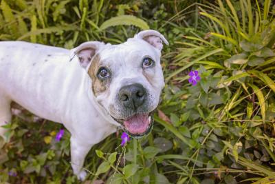 Happy dog looking up from a garden