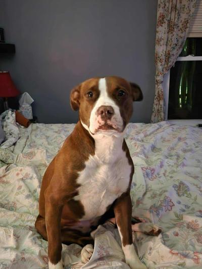 Coda the dog sitting on a bed