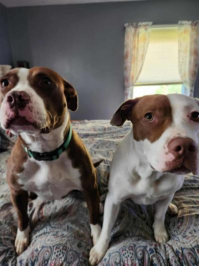 Coda the dog beside his canine sibling on the bed