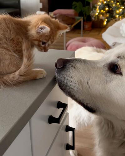Colt the orange kitten sitting on a dresser with a white dog looking at him