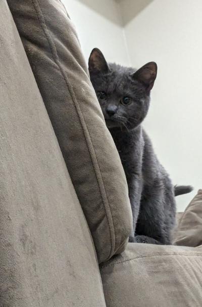 Concord the kitten unsuccessfully hiding behind a couch cushion