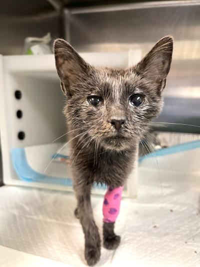 Concord the kitten in a kennel with a pink bandage on one leg
