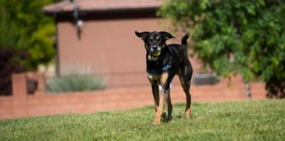 Black dog in the grass with tennis ball in mouth