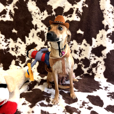 Kookie the dog dressed as a cowgirl with a cow hide patterned fabric background