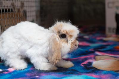 A profile of Cranberry the rabbit