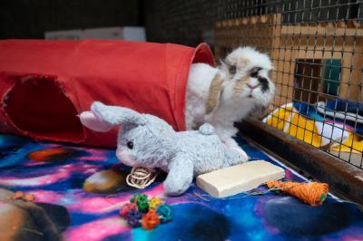 Cranberry the rabbit coming out of a red tunnel with a plush toy bunny in front