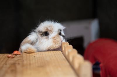 Cranberry the rabbit peeking up over the top of a wooden structure