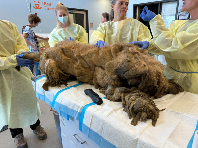 Crawfish the dog getting a much-needed shave to remove the mats