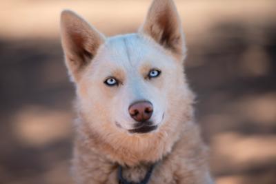 Crocodile, the dog who Hilo is a role model for