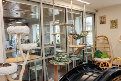 Crossroads Campus cat adoption area, visible from the cafe