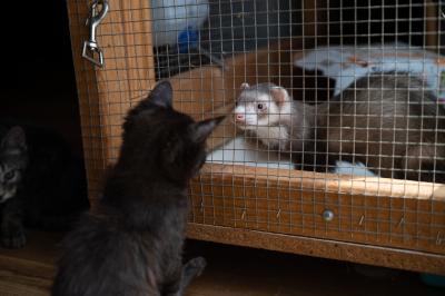 Cubby the kitten looking at a ferret in an enclosure