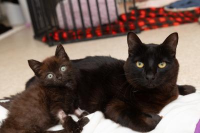 Cubby the kitten lying next to Licorice the cat