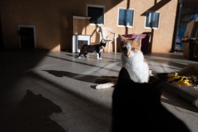 Cubby, Otter, and Monkey the kittens outside on the catio