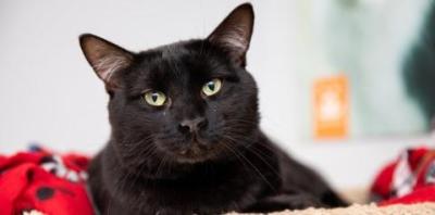 Black cat lying on red blanket