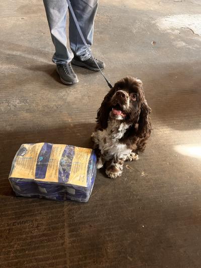 A dog on a leash beside a bag of pet food
