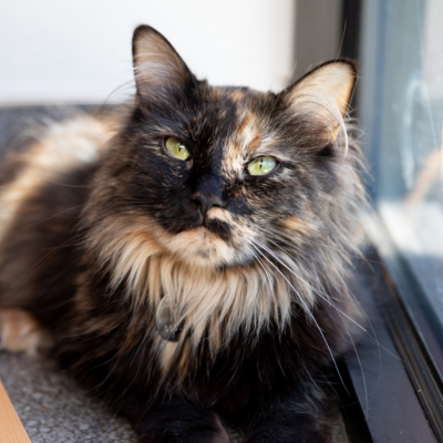 Long-haired calico cat