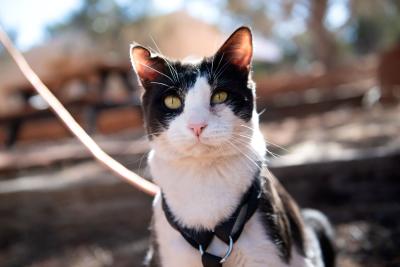 Black and white cat outside wearing a harness and leash