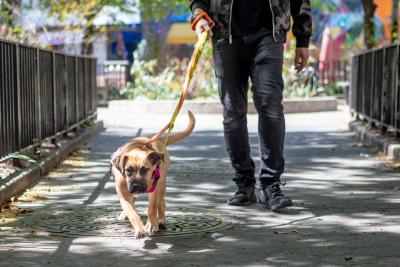 Person walking a dog on a leash on a sidewalk in shade