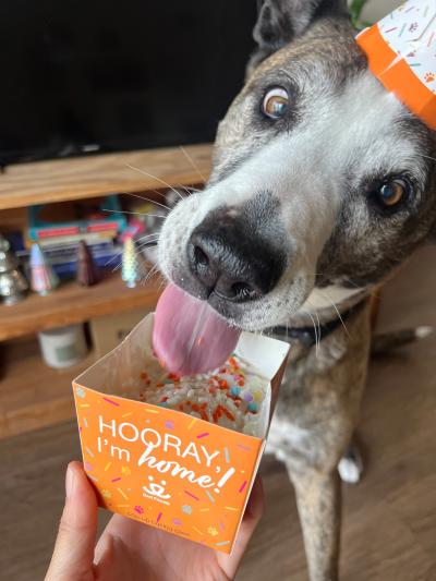 Dakota the dog wearing a hat and licking cake from a Best Friends adoption cake kit that says, "Hooray I'm home!"