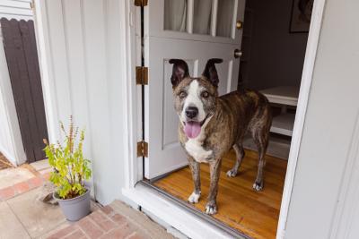 Dakota the dog standing at a threshold with the door open 