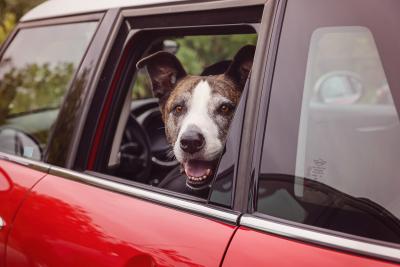 Dog looking out the window of a vehicle