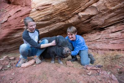 Two volunteers petting a pig