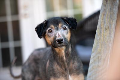 Bowie the dog displaying skin issues on his face