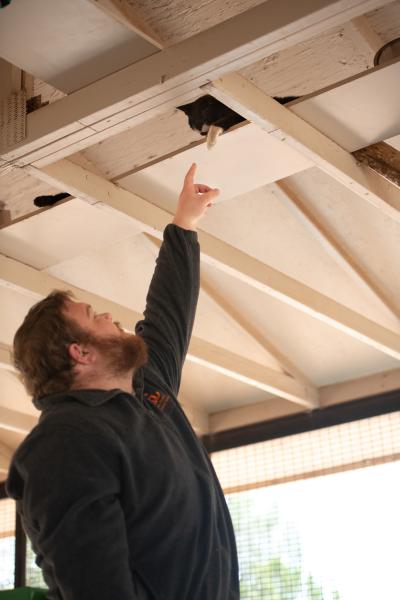 Dax pointing up into the rafters at Trent the cat