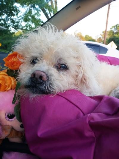 Cream Puff the dog lying on a magenta colored blanket in a vehicle