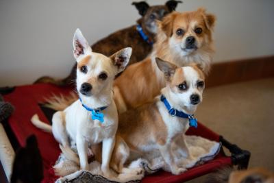 Several of the dogs from Deming-Luna County Humane Society together on an elevated bed