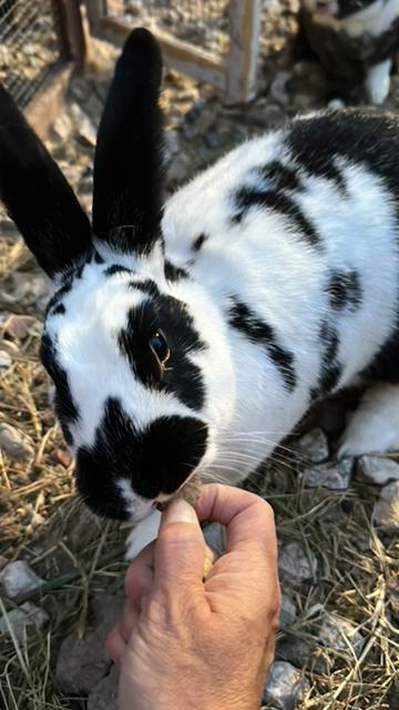 Denali the rabbit being fed a cookie by a human hand