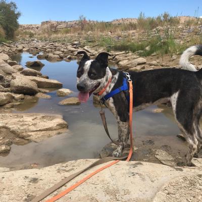 Dez the dog outside on a leash beside a stream