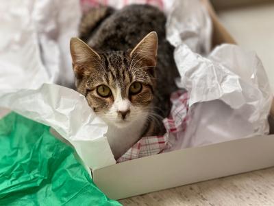 Dixon the brown tabby and white cat lying in a box containing tissue paper