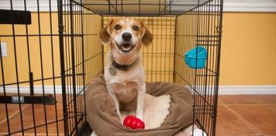 Tan and white puppy in a crate