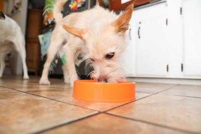 Fluffy dog eating from an orange bowl