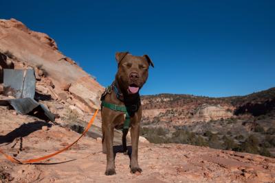 Caravel the dog outside on a leash with his eyes closed, with a rock formation and blue sky behind him