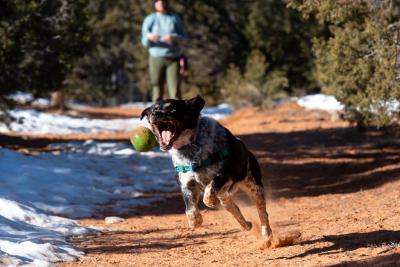 Cash the dog running with mouth open, just about to catch a ball in the air with a person in the background