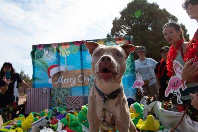 Charm the dog in the trailer full of toys at Christmas