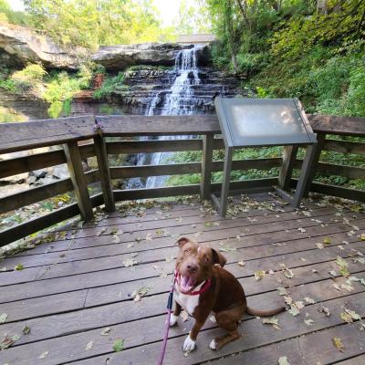 Dandelion the dog in front of a waterfall in Buffalo