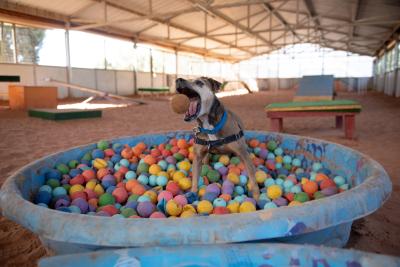 Dingo the dog in a kiddie pool full of multicolored balls