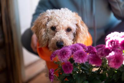 Edna the poodle behind some purple flowers