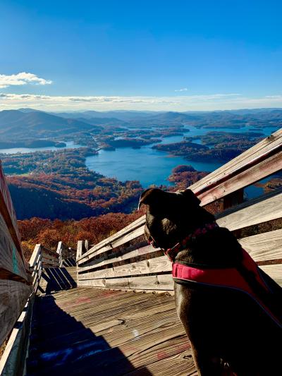 Frannie the dog out on a walk on a wooden staircase with a large body of water in the background