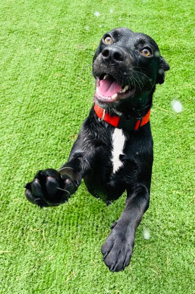Goose the dog happily jumping up on green astroturf