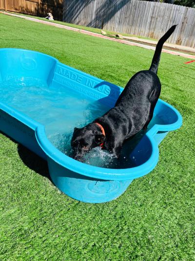 Goose the dog playing in a bone-shaped pool