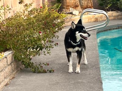 Hazel the dog next to a swimming pool