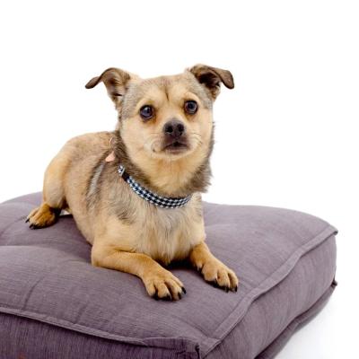 Jax the dog lying on a gray cushion