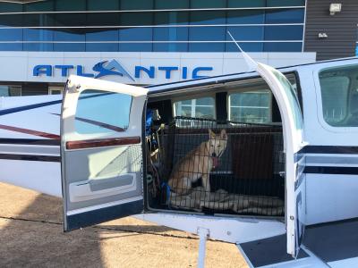 Lulu the dog in a crate in a transport plane