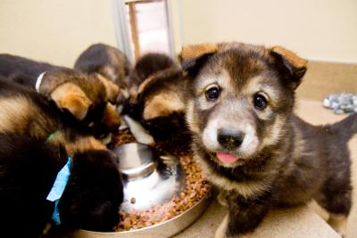 The entire litter of rescued puppies, most eating from a bowl, but one puppy looking up with tongue sticking out a little