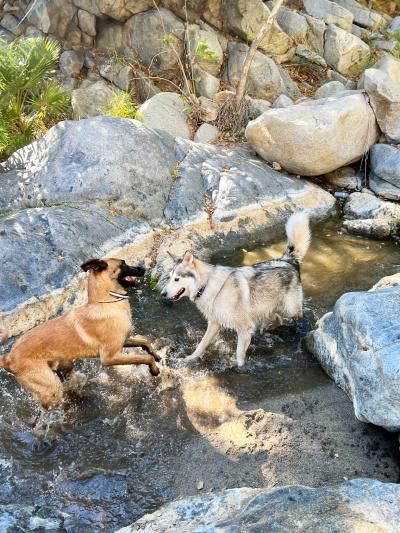 Midas and another dog playing in a creek, between boulders